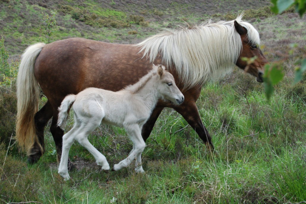 paard verzorging