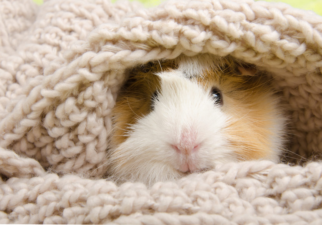 cavia huisvesting