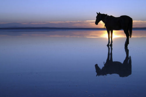 paard kopen