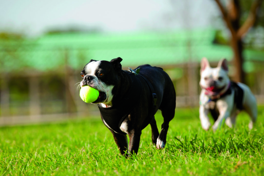 bang voor honden