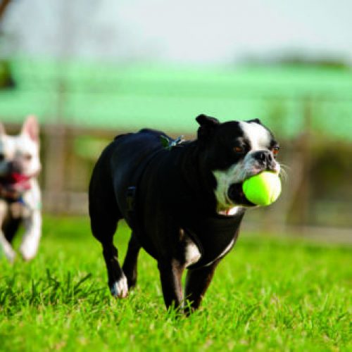 bang voor honden