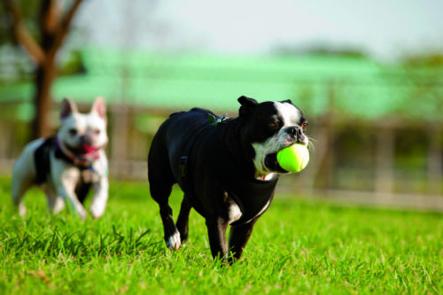 bang voor honden