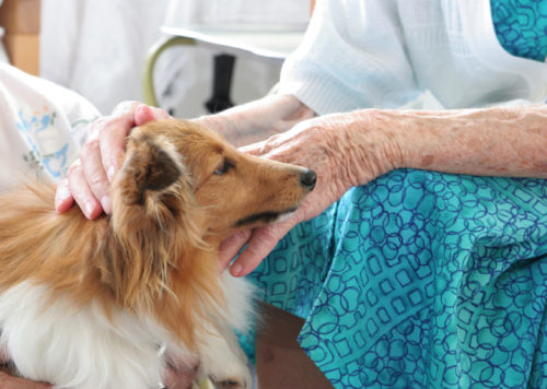 bang voor honden