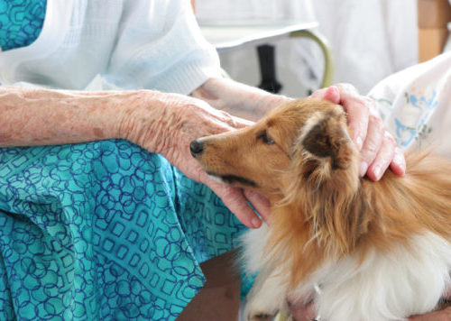 bang voor honden