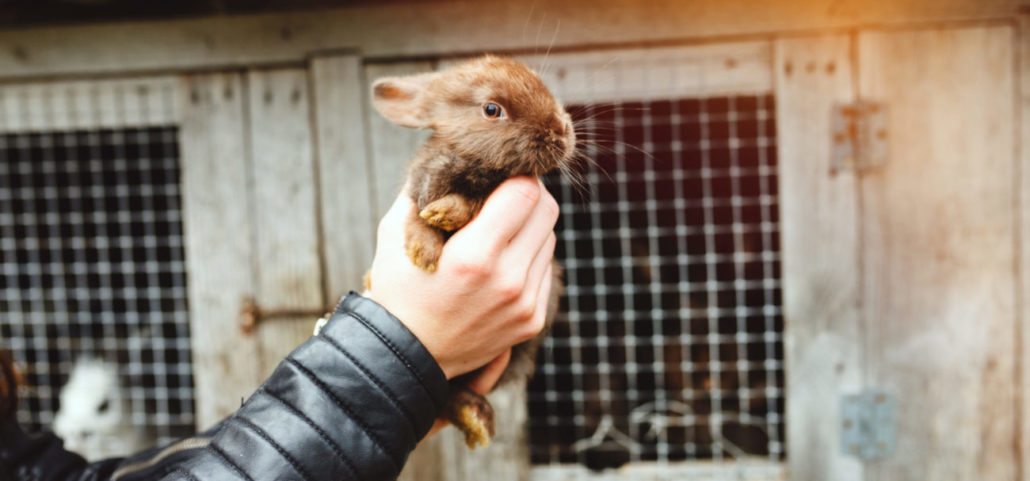 Doden van dieren