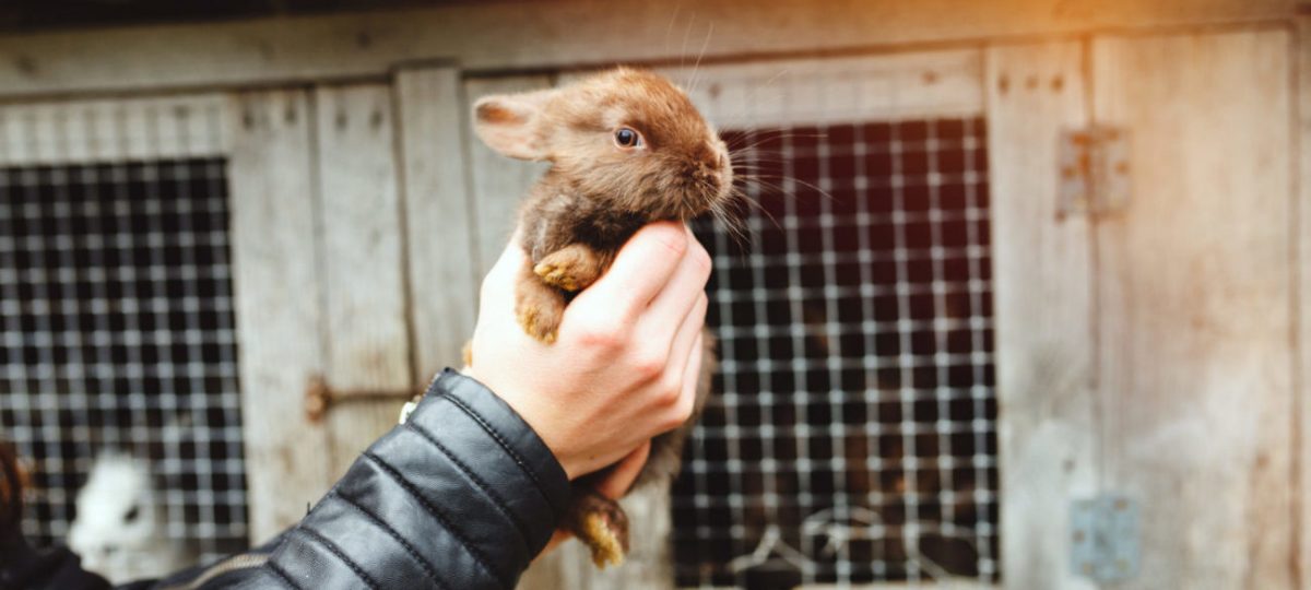 Doden van dieren