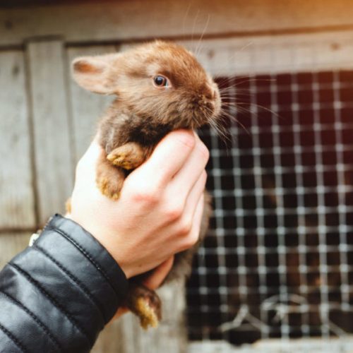 Doden van dieren