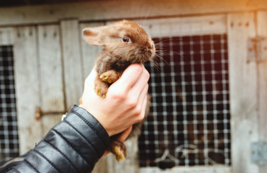 Doden van dieren