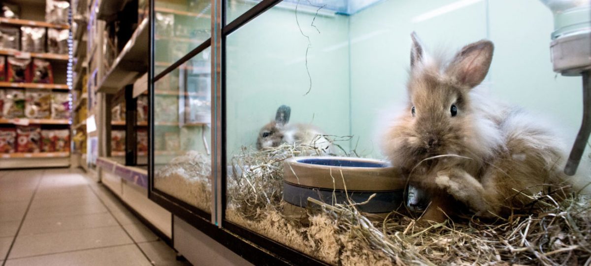 Stop de huisdierenhandel