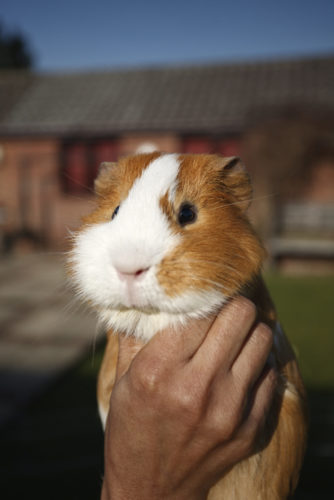 Doden van dieren