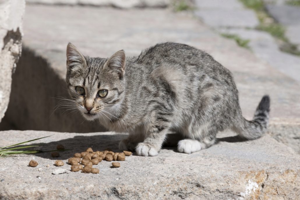 zwerfkatten